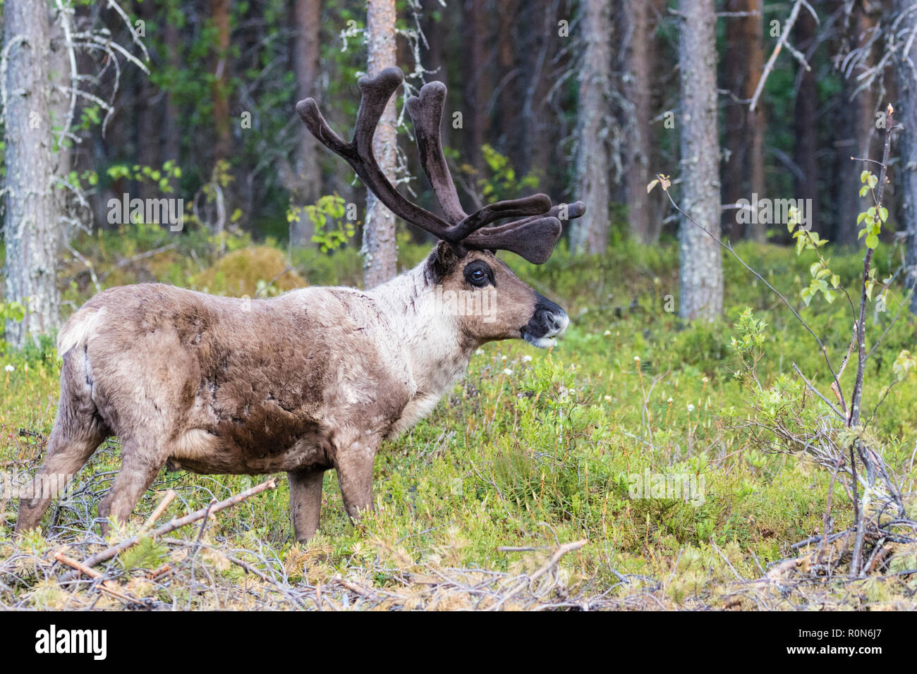 Renne, Rangifer tarandus balade en forêt, la présence de grandes ramures, Gällivare County, en Laponie suédoise, Suède Banque D'Images