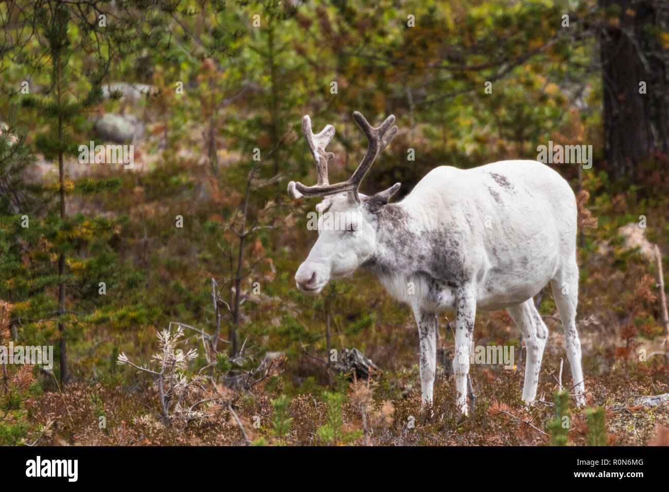Renne Blanc, Rangifer tarandus balade en forêt, la présence de grandes ramures, Gällivare County, en Laponie suédoise, Suède Banque D'Images