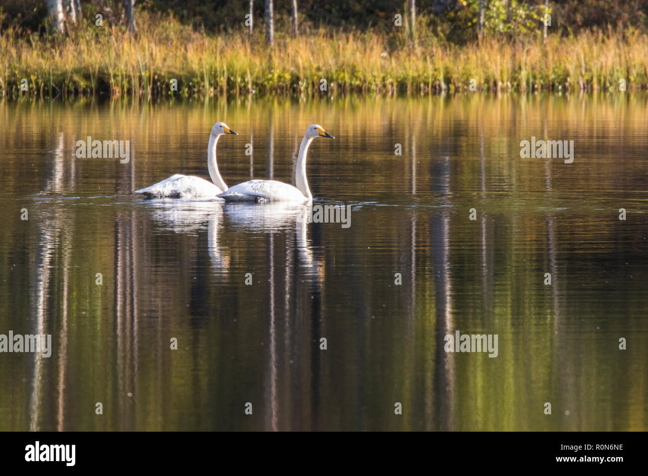 Deux cygnes chanteurs, Cygnus cygnus, la baignade dans un lac et les arbres se reflétant dans l'eau, Gällivare County, en Laponie suédoise, Suède Banque D'Images