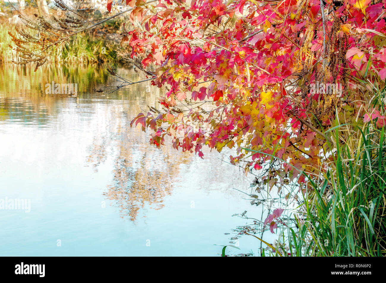 Image de paysage d'automne viburnum bush sur la rivière Banque D'Images