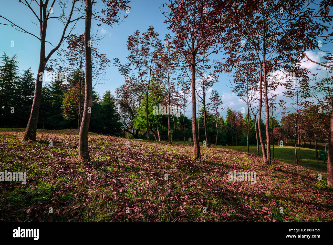 Tal Devaria Meadow - Uttrakhand Banque D'Images