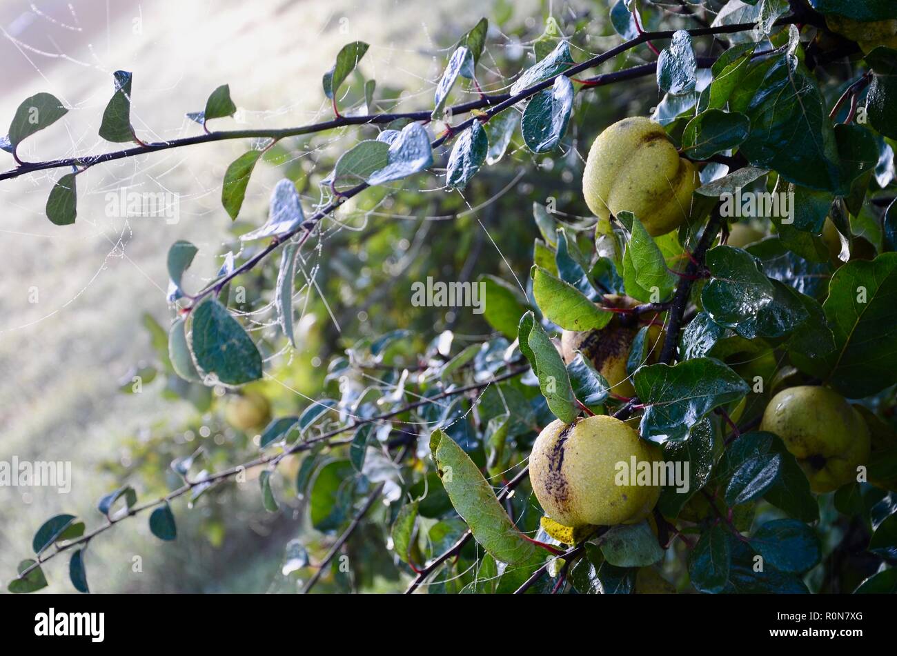 Le cognassier (Cydonia oblonga) bush avec la rosée sur les fruits à l'automne le soleil du matin, Lincs, England. Banque D'Images