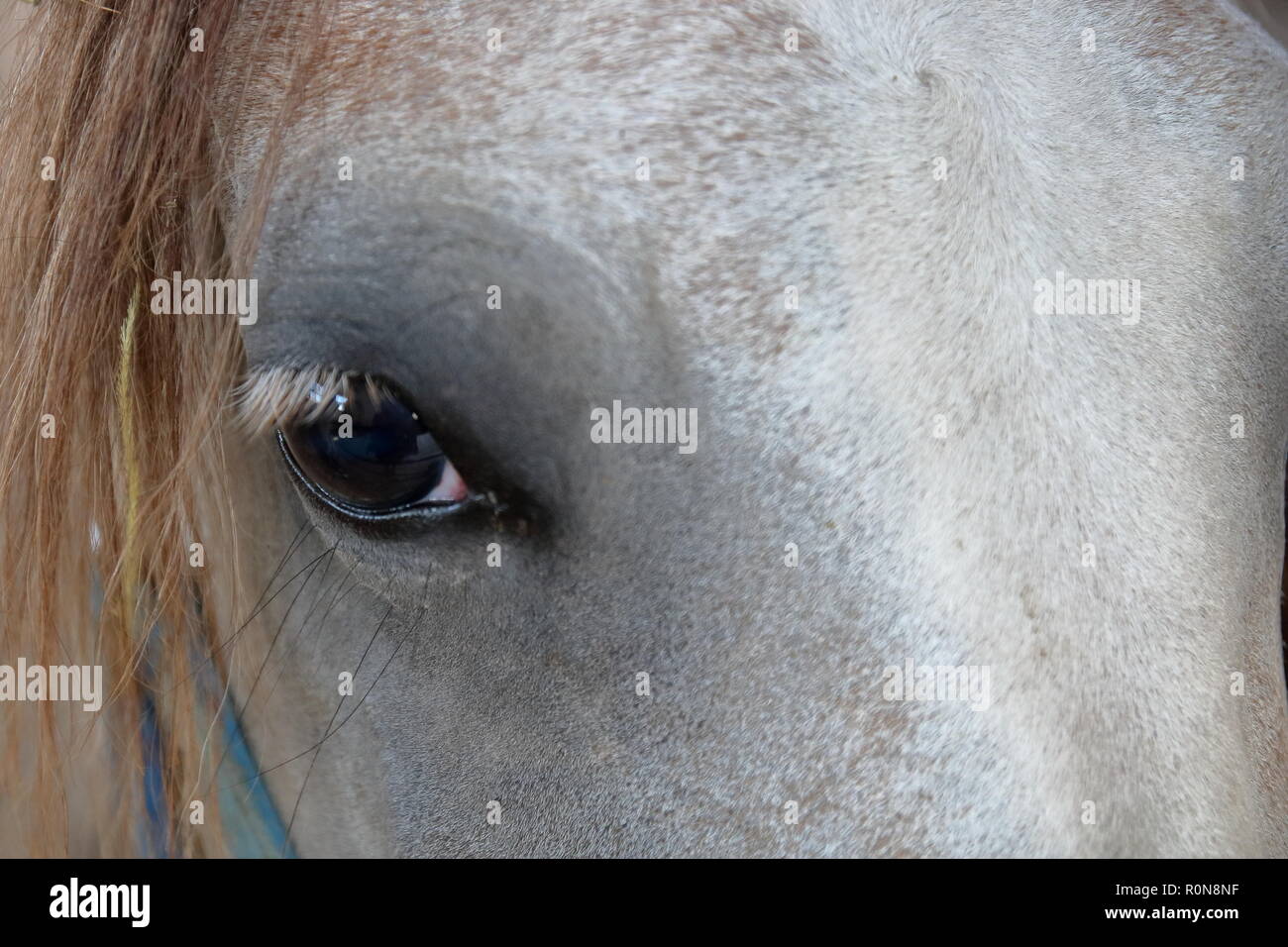 Tête de cheval arabe pauvre de sang gris, gros plan, oeil gauche Banque D'Images