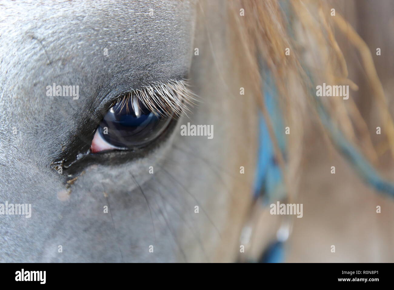 Tête de cheval arabe gris close up, yeux, cils. Banque D'Images