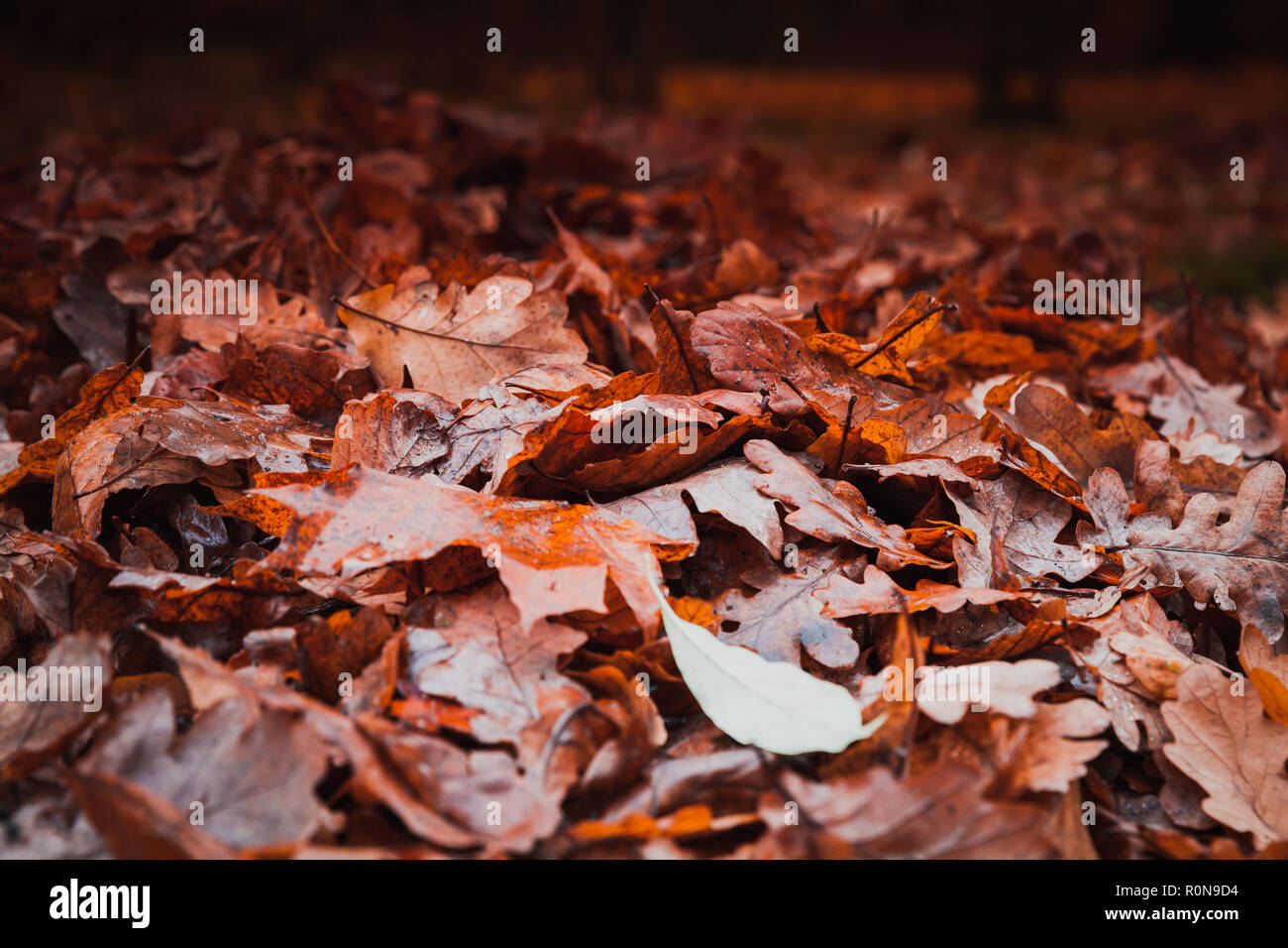 Feuilles rouges tombés dans la masse sur le parc sombre. Automne naturelles de fond photo Banque D'Images