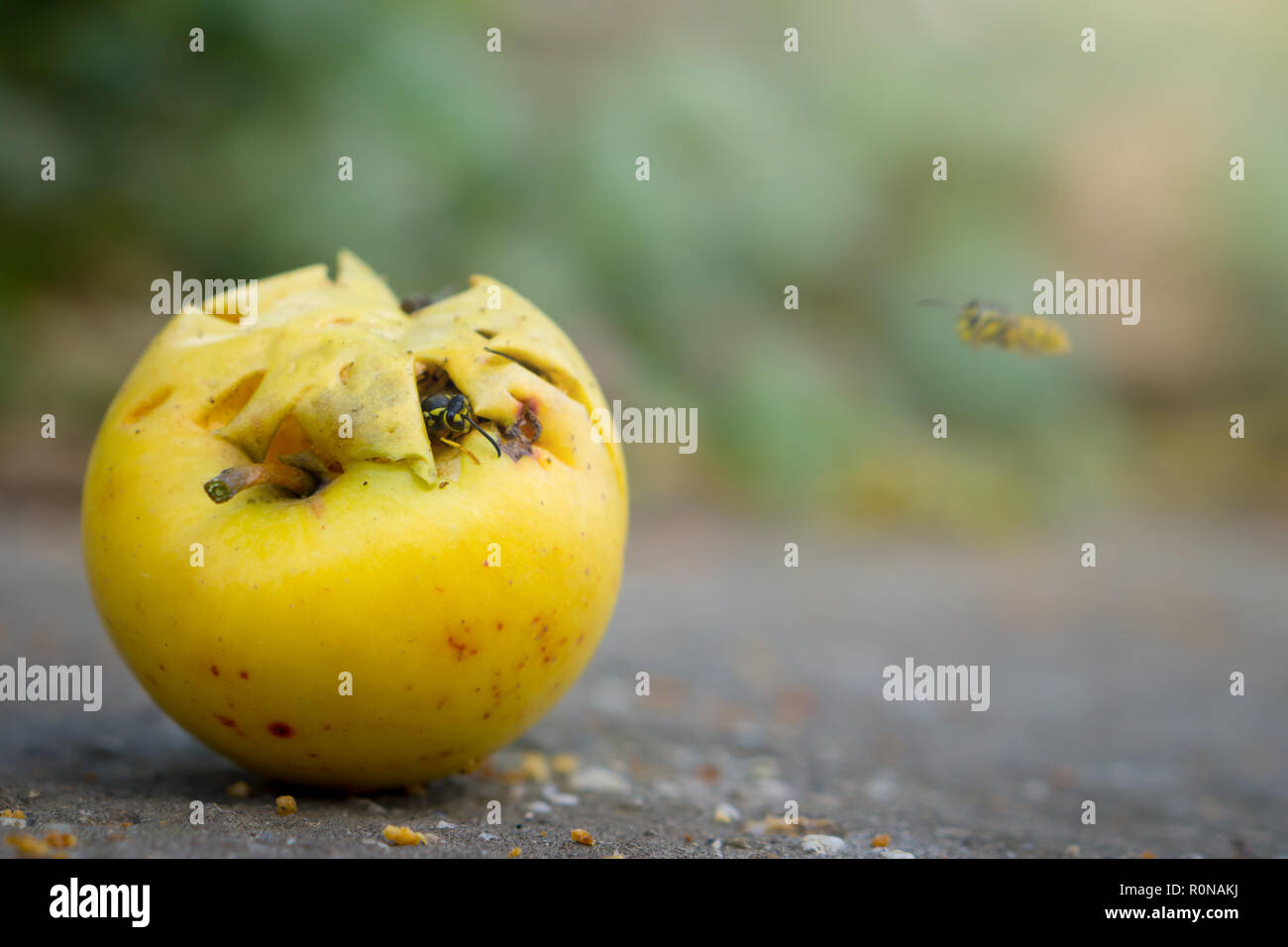 Les guêpes mangent tombé yellow apple. Apple à sec sur le sol. Banque D'Images