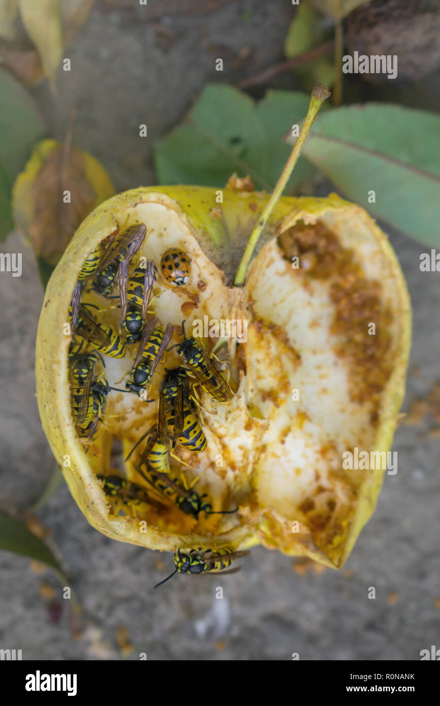 Les guêpes et manger coccinelle jaune tombé apple. Apple à sec sur le sol. Banque D'Images