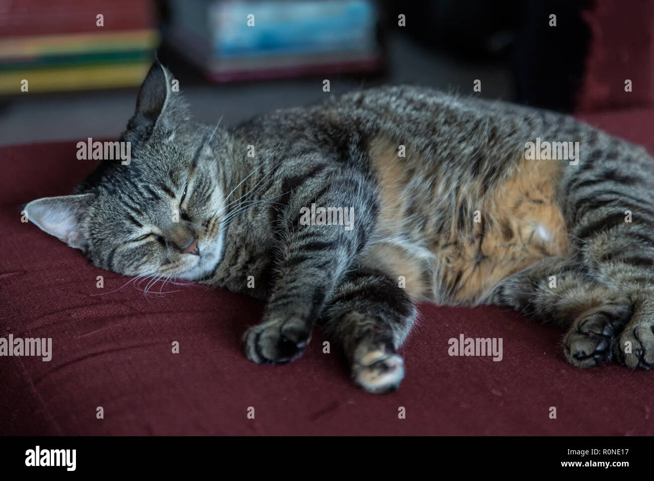 Mackerel Tabby Cat se détendre à l'intérieur Banque D'Images