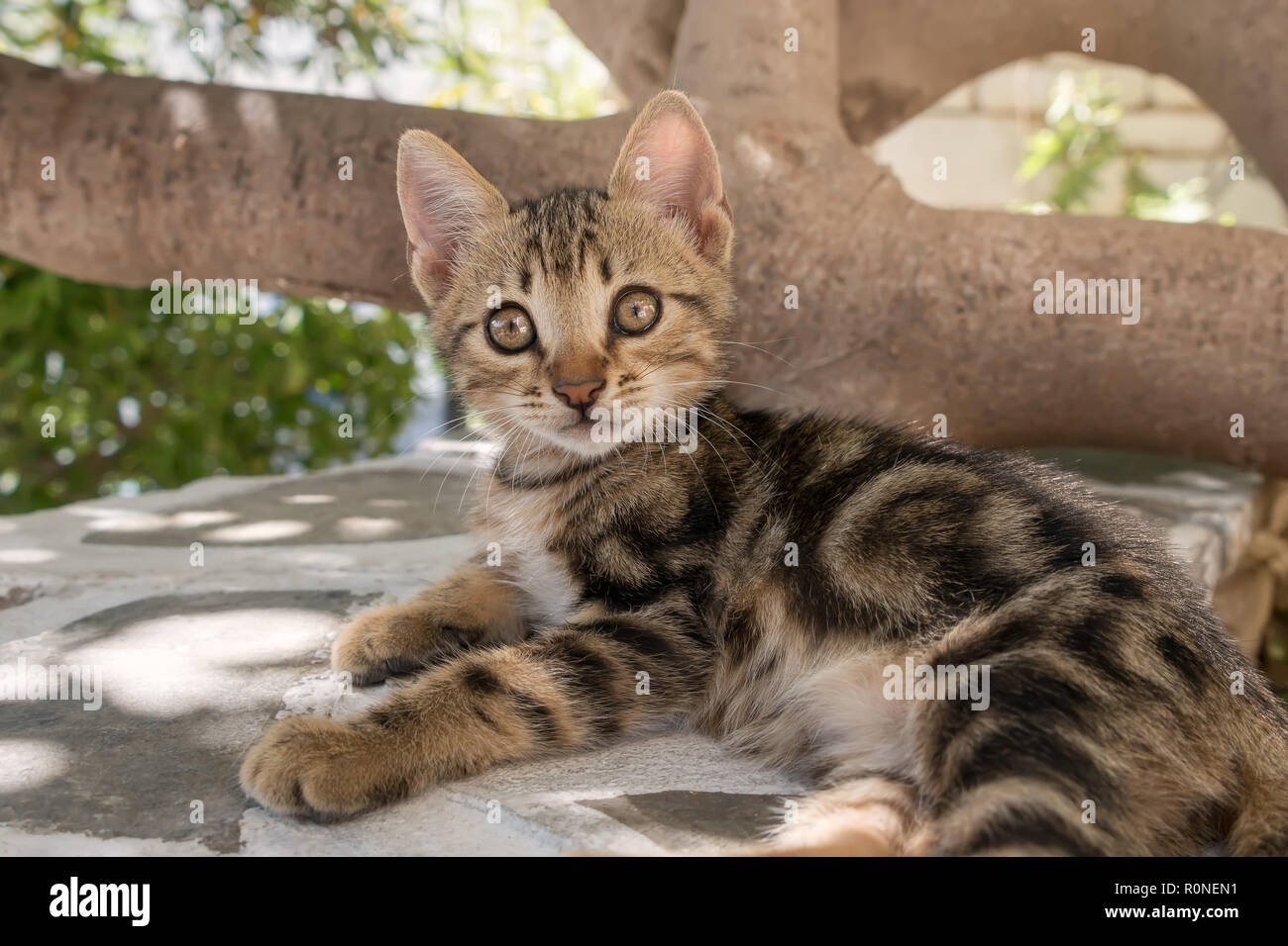 Mignon bébé chaton, brown tabby classique, reposant sur un mur, regardant avec de grands yeux, l'île de la mer Égée, Grèce, Europe Banque D'Images