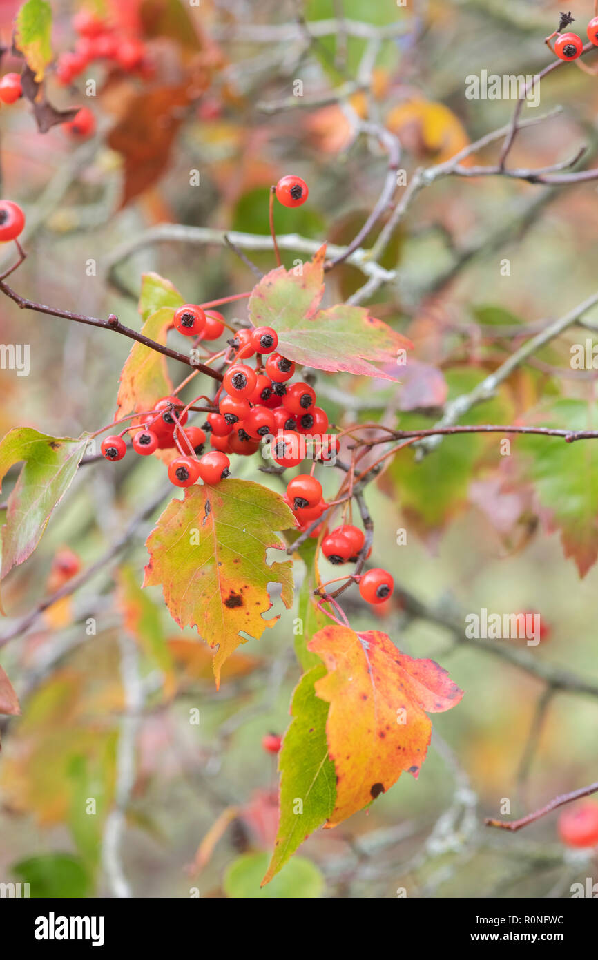 Crataegus phaenopyrum. Washington hawthorn le feuillage et les fruits rouges en automne. UK Banque D'Images