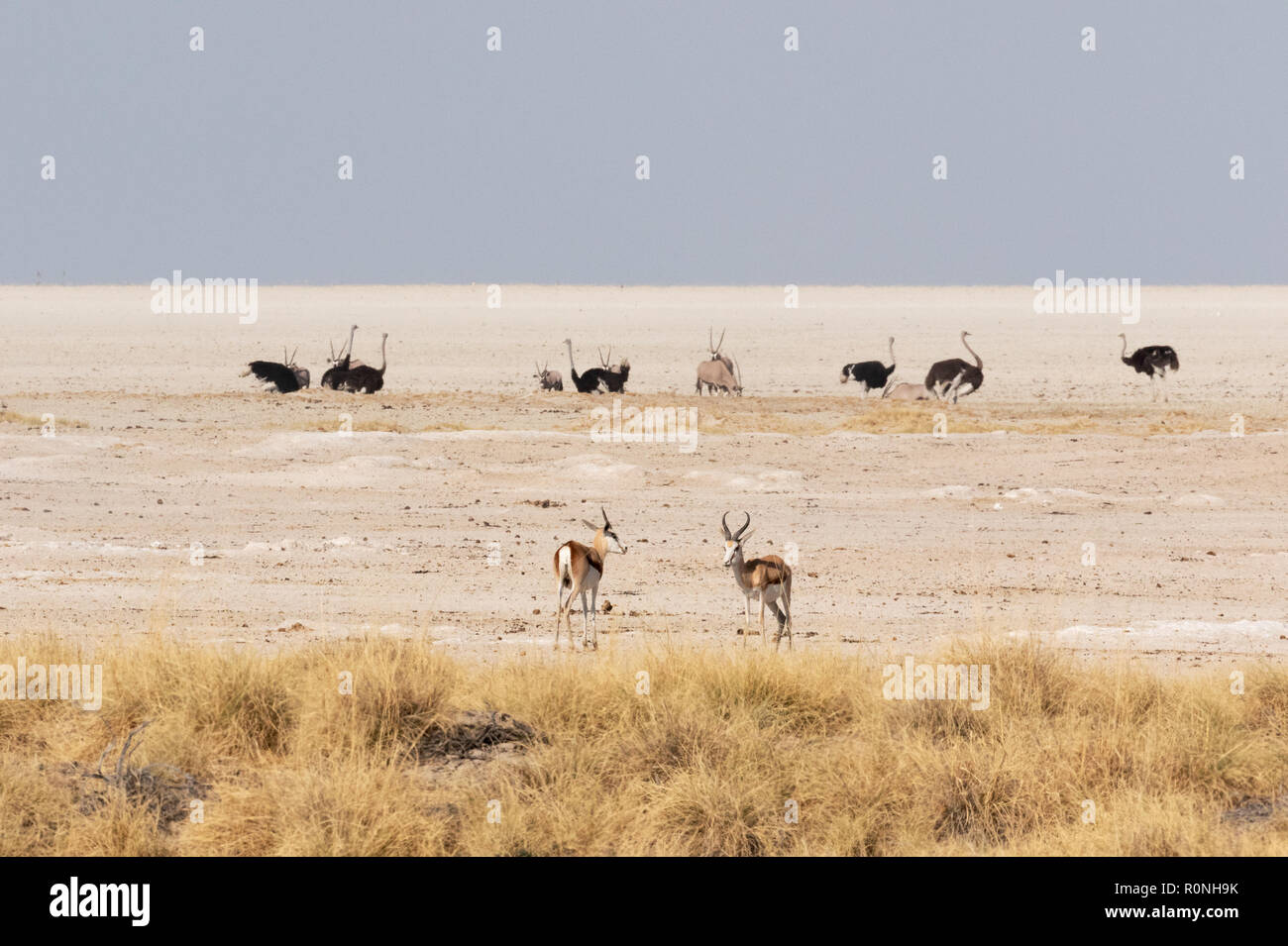 La faune d'Etosha - sur le bord de la poêle sel paysage, Etosha National Park, Namibie, Afrique du Sud Banque D'Images