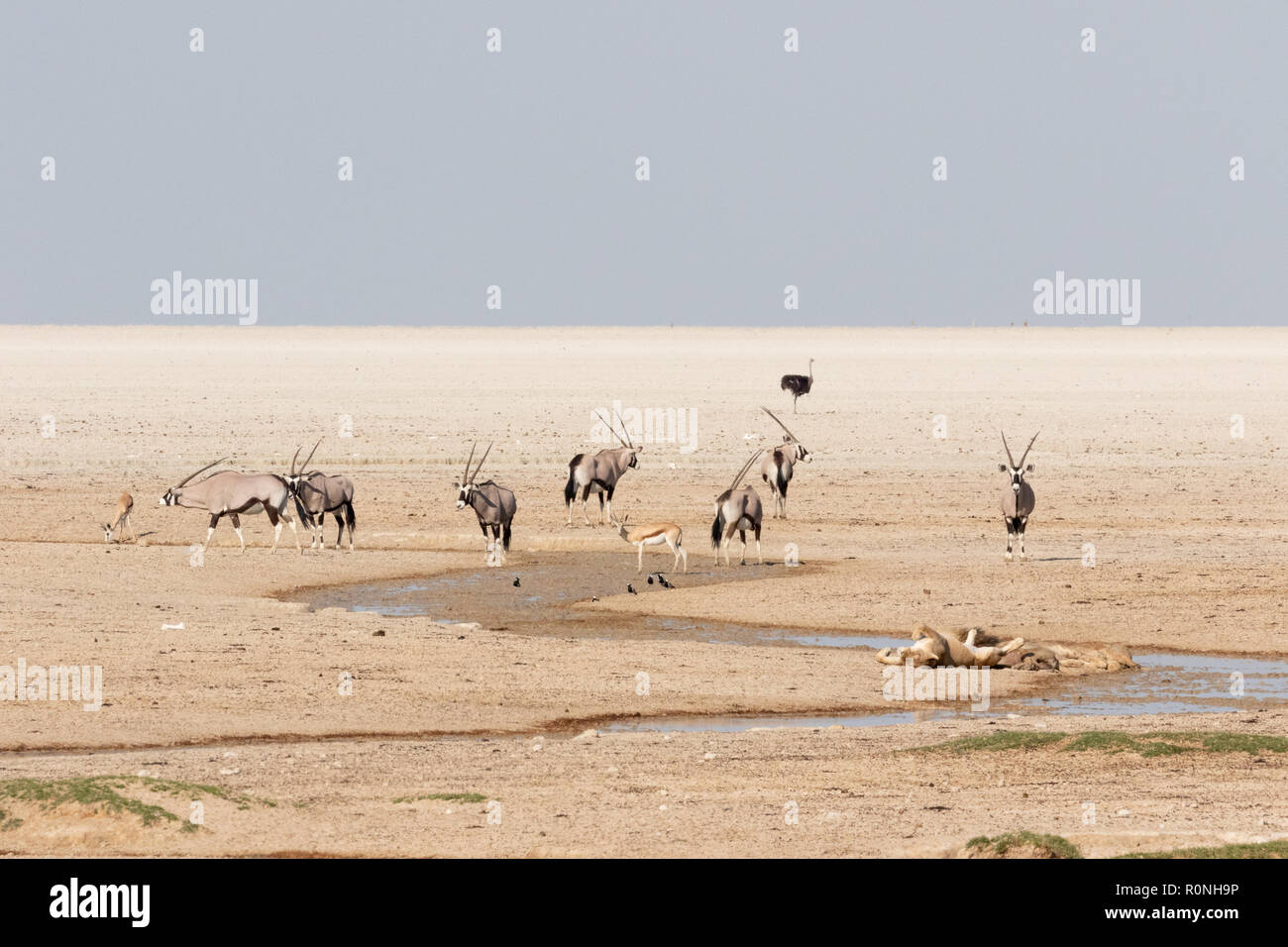 La faune d'Etosha - sur le bord de la poêle sel paysage, Etosha National Park, Namibie, Afrique du Sud Banque D'Images