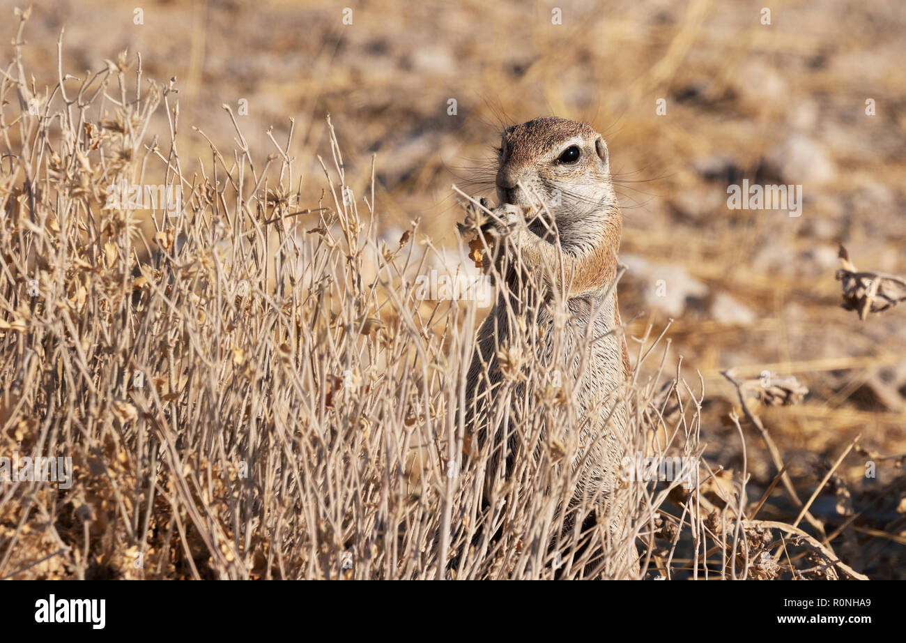 Spermophile de l'Afrique - Le Cap, spermophile Ha83 inauris, Etosha National Park, Namibie, Afrique du Sud Banque D'Images