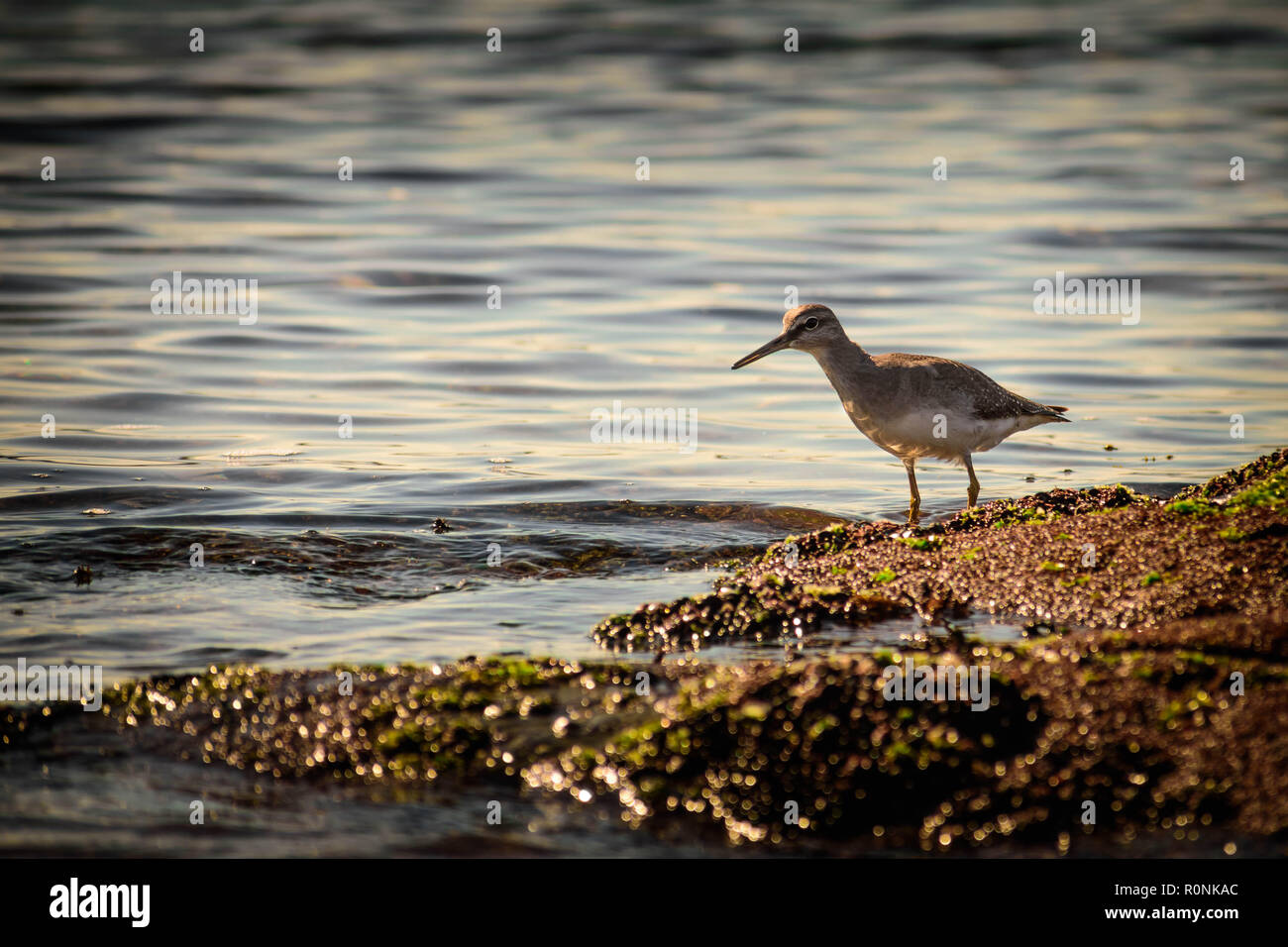 Un oiseau sur le bord de la mer à la recherche de nourriture ou d'un poisson à manger au coucher du soleil. Banque D'Images
