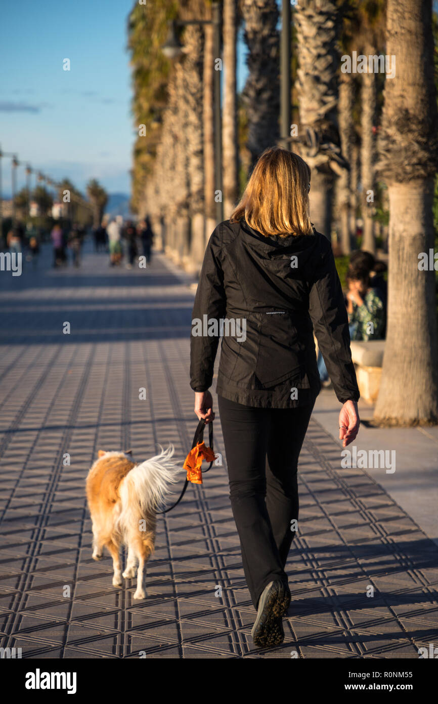 Une femme blonde marche loin de l'appareil photo sur une plage promenade avec une ligne de palmiers. Elle a un mélange de border collie blonde marcher avec elle sur un g Banque D'Images