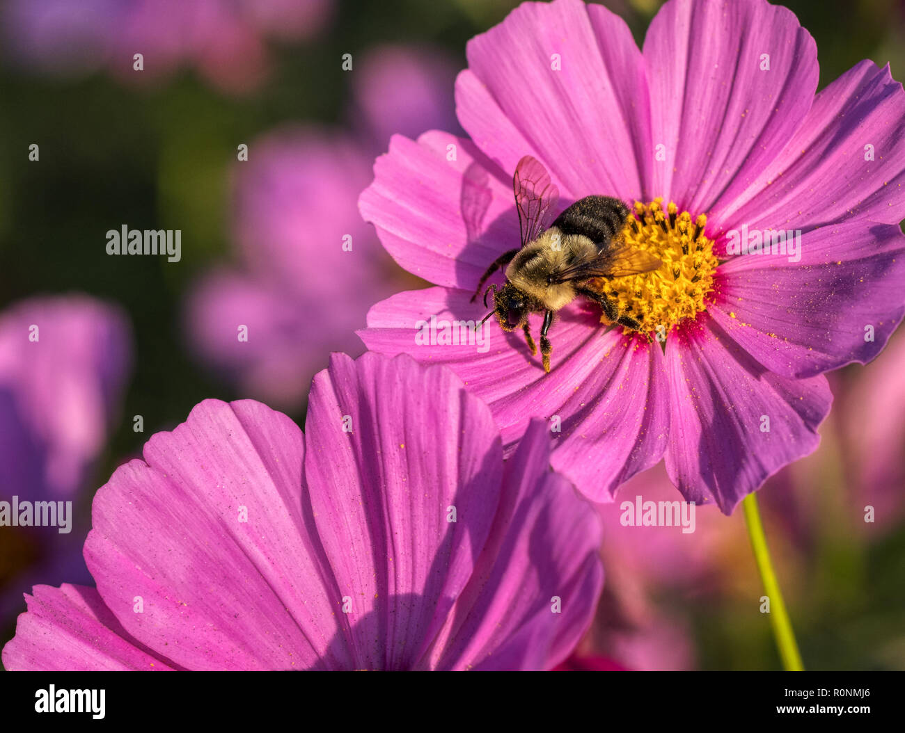 Macro photo d'une abeille noire et jaune sur un violet vif, rose et jaune fleur cosmo Banque D'Images