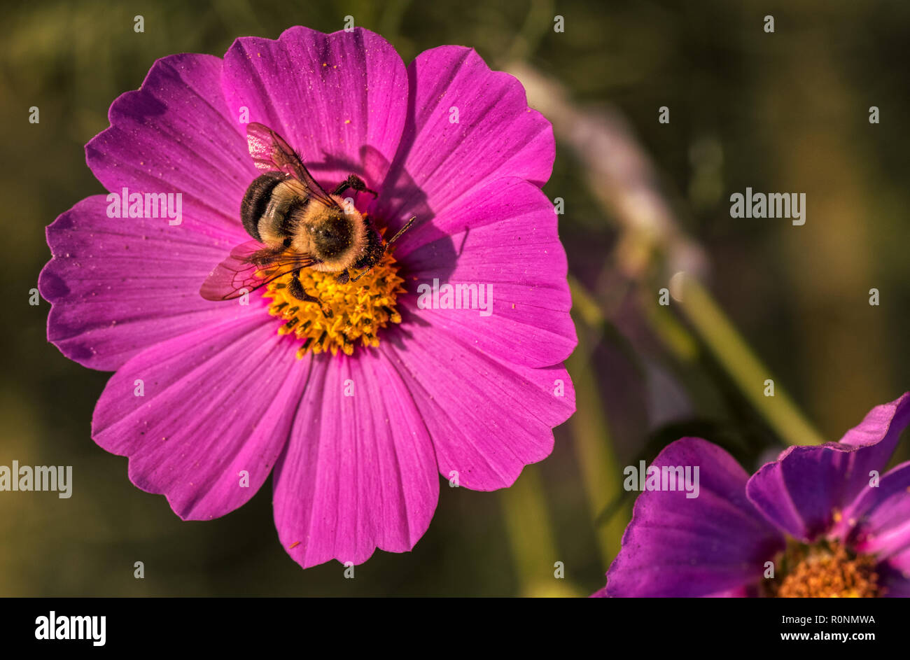 Macro photo d'une abeille noire et jaune sur l'alimentation d'un centre jaune et violet rose fleur cosmo Banque D'Images