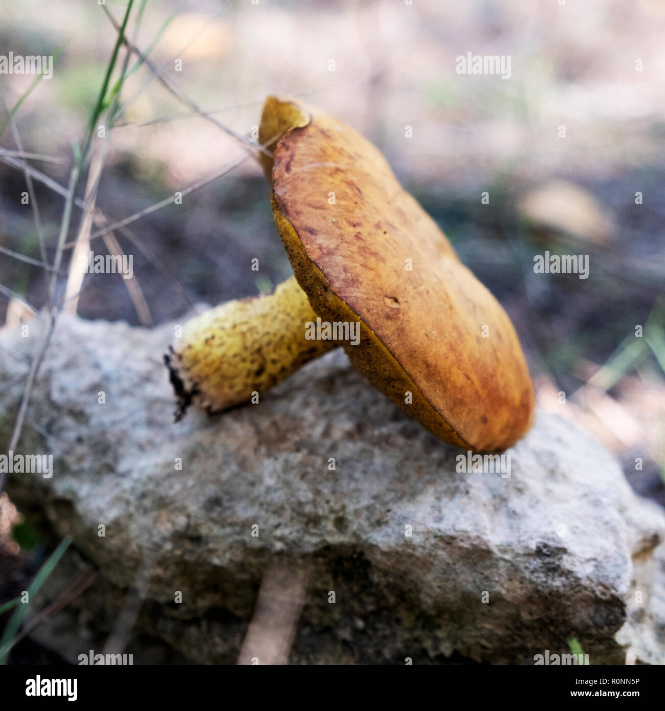 Libre de champignons fraîchement cueillis chevalier jaune, également connu sous le nom de l'homme à cheval, sur un rocher sur le sol dans une forêt Banque D'Images