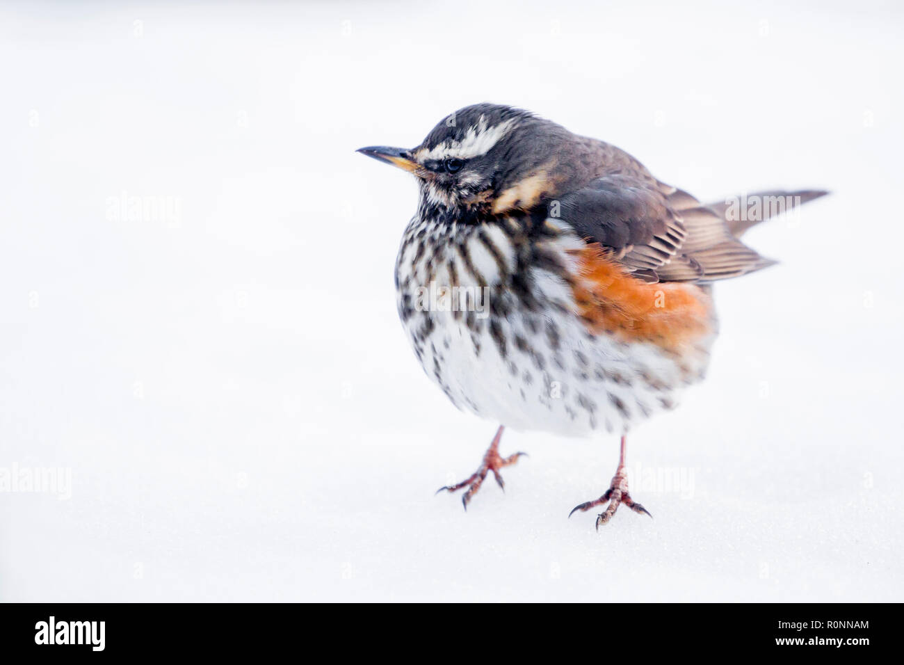 Un seul sur une terre Fieldfare dans la neige, en attendant de se nourrir de pommes d'aubaine, jardin dans la région des Cotswolds Mars 2018 Worcestershire Banque D'Images