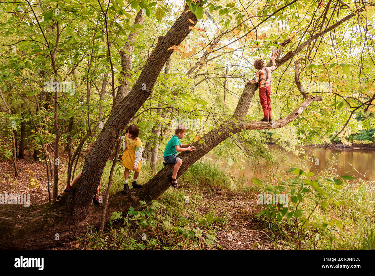 Trois enfants dans la forêt escalade un arbre, United States Banque D'Images