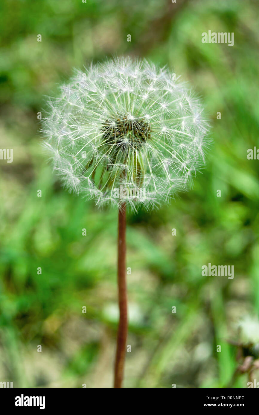 Taraxacum officinale, roulement de fleurs graines pubescentes mûrs avec flèche Banque D'Images