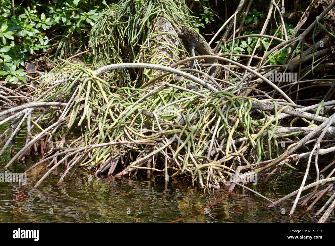 Un serpent ou cactus cactus suspendu de plus de racines de mangroves à Black River, Jamaïque Banque D'Images