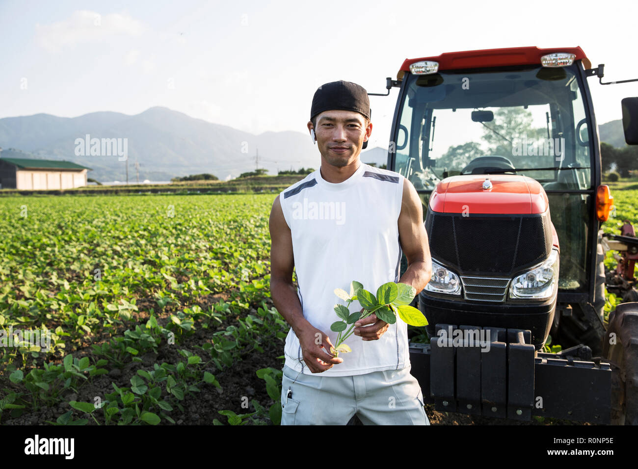 Agriculteur japonais debout devant le tracteur rouge dans un champ de haricots de soja, looking at camera. Banque D'Images