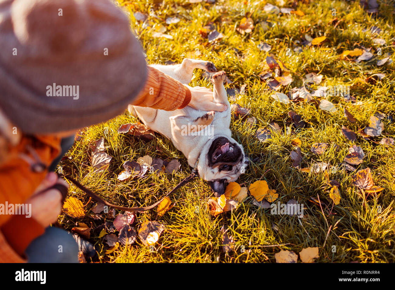 Jouer avec maître chien pug in autumn park. Heureux chiot couché sur l'herbe par les jambes de l'homme. S'amusant chien Banque D'Images