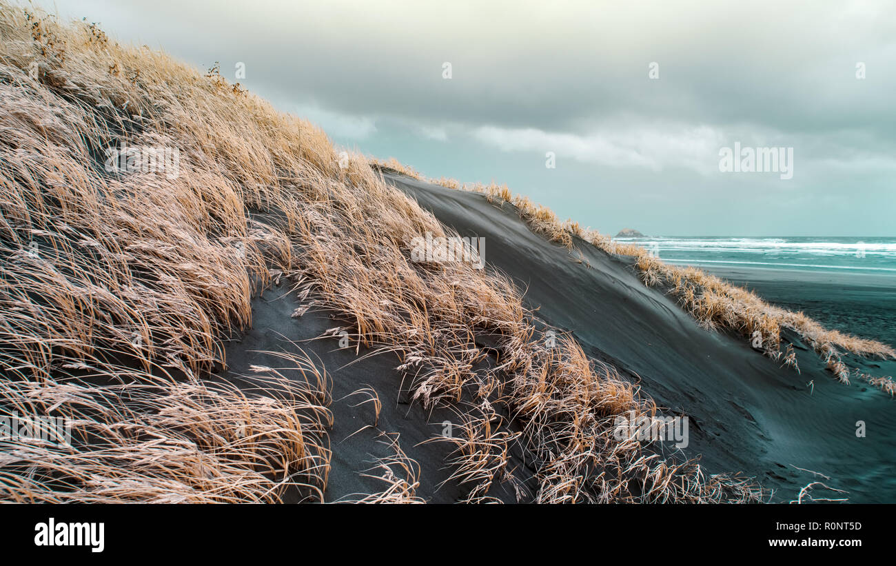 De l'herbe cultivée sur les dunes de sable pour éviter l'érosion et stabiliser les pentes Banque D'Images