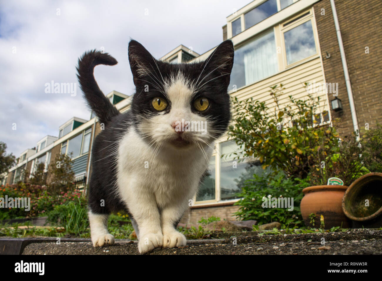 Close up cat dans la rue s'intéresser à l'appareil photo. Jeter un oeil à partir d'un point de vue bas à un chat. Banque D'Images