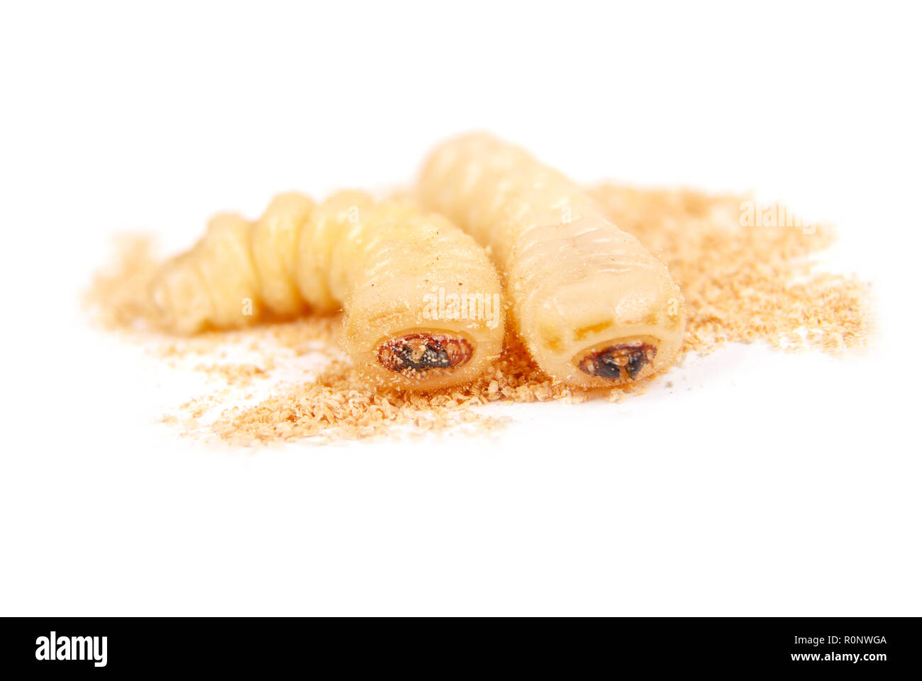 Larve bostryche (Scolytinés). Larve de scolytes apodes isolé sur fond blanc. Banque D'Images