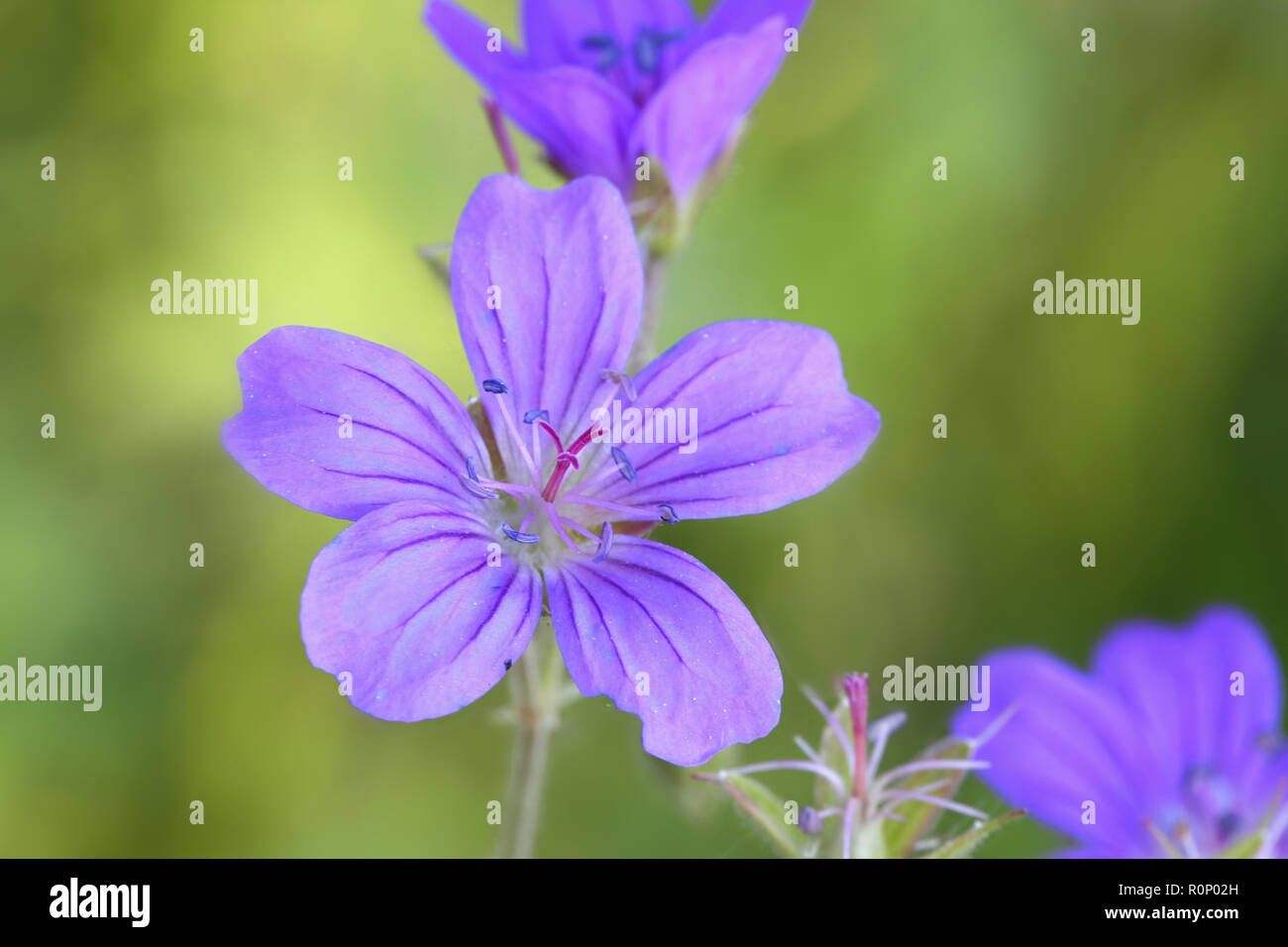 Geranium sylvaticum, Cranes-bill bois Banque D'Images