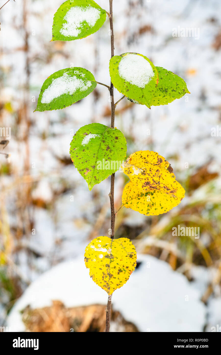 Avec des rameaux couverts de feuilles vertes et jaunes avec la première neige en forêt en automne frosty day Banque D'Images