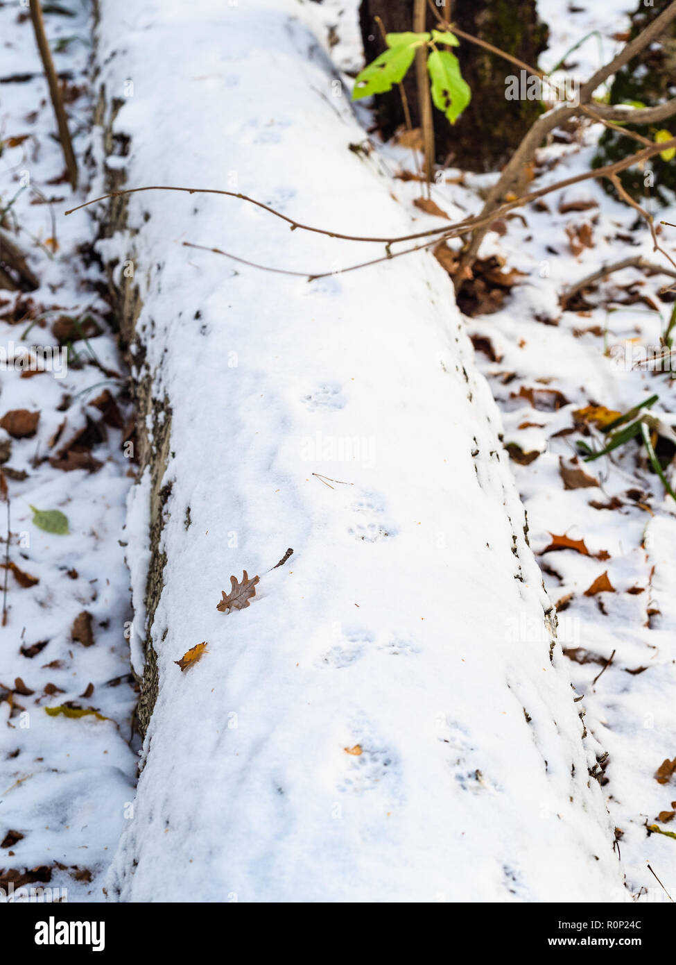 Les empreintes de chat sur la surface de la première neige sur broken tree Banque D'Images