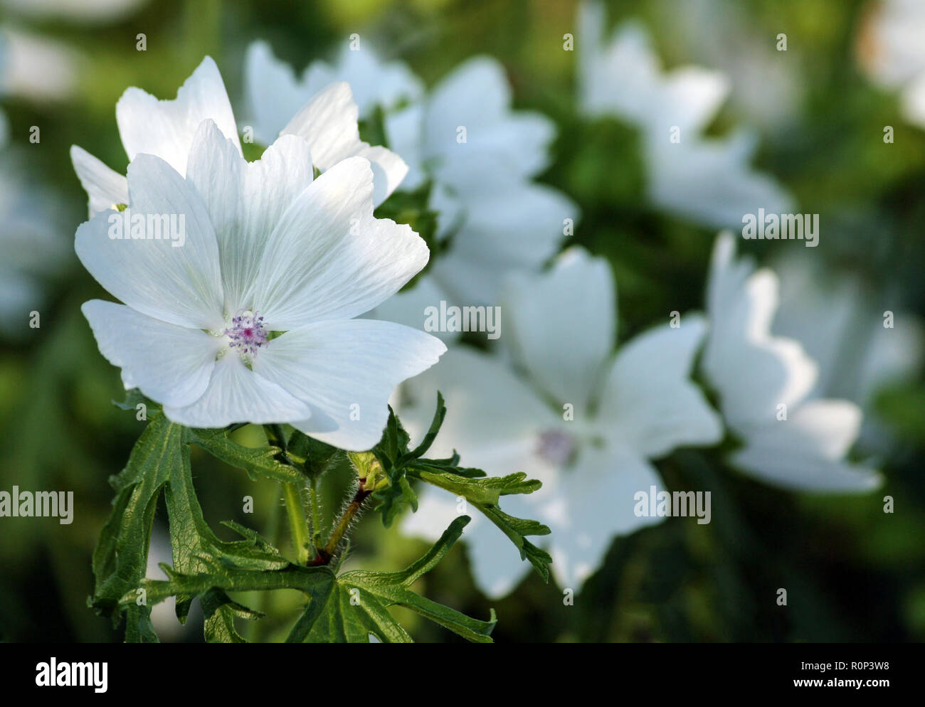 White Dwarf lavatera rose belle fleur blanche avec rayures roses du core,  l'une fleur blanche au premier plan, en arrière-plan une vue Photo Stock -  Alamy