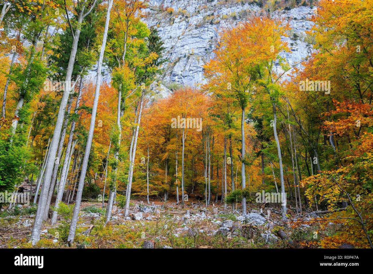 C'est novembre, mais les arbres sont encore leurs feuilles sur ce très chaud (près de 20 degrés !) journée d'automne. Banque D'Images