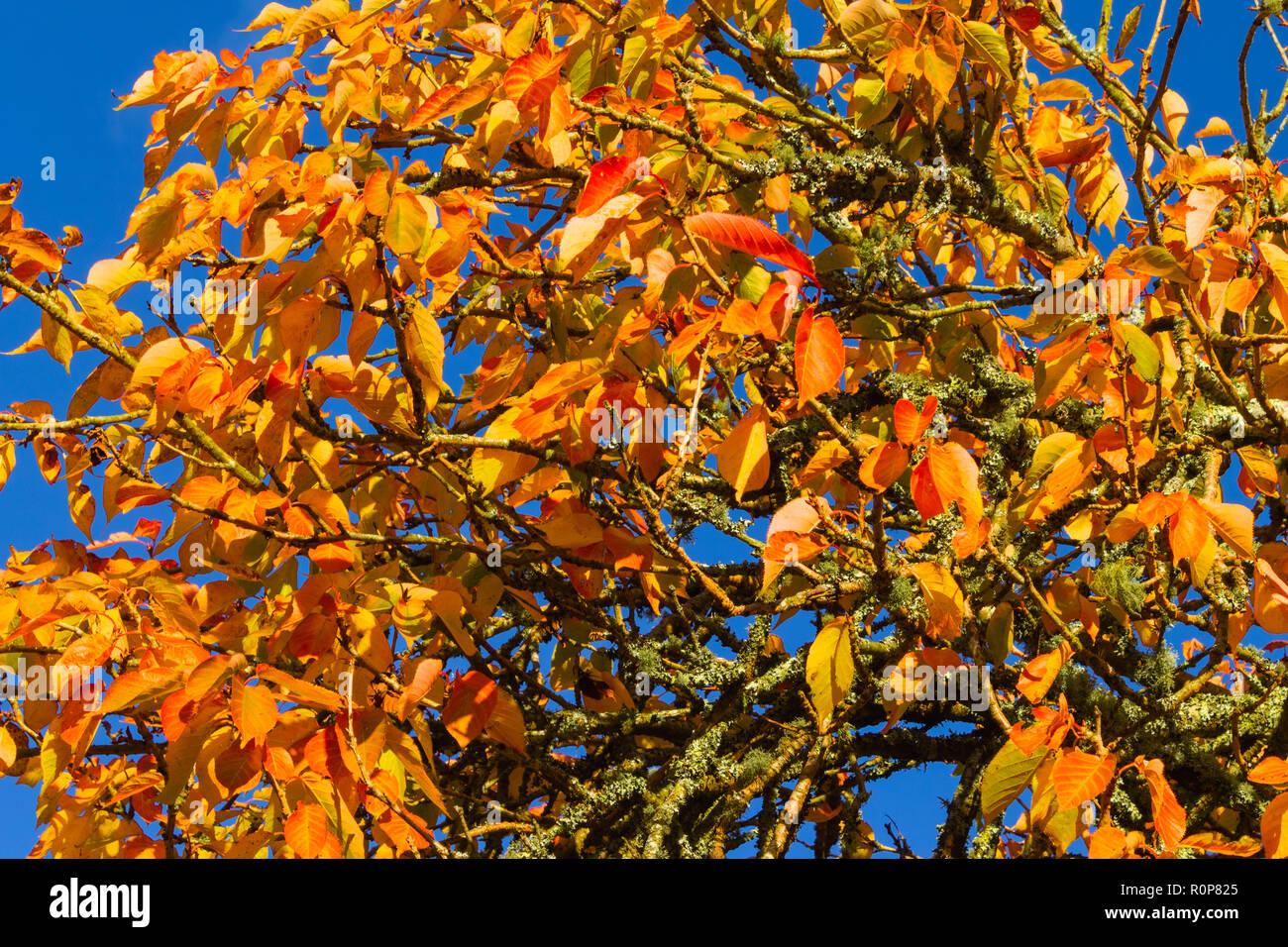 Cherry Tree feuilles aux couleurs de l'automne ou les couleurs Banque D'Images