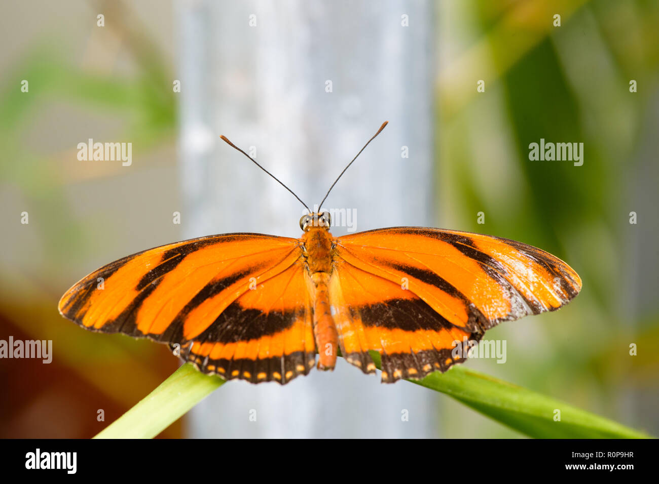 Orange (butterlfy bagués Dryadula phaetusa) on leaf Banque D'Images