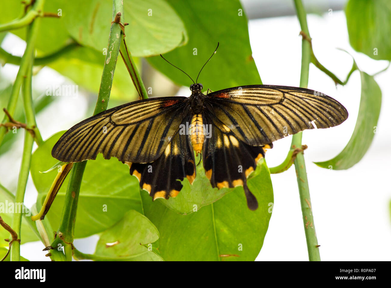 Mormon commun (papillon Papilio polytes) on leaf Banque D'Images