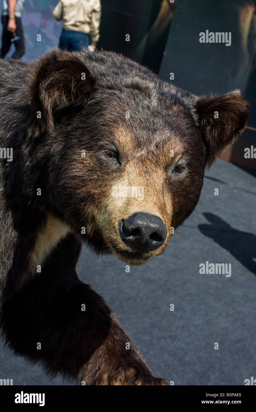 Tête d'un ours en peluche noir gros comme des animaux sauvages Banque D'Images