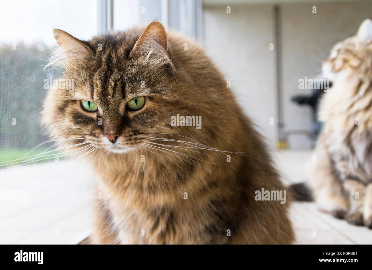 Chat Drole A La Fenetre Curieux Animal Photo Stock Alamy Chat Drole A La Fenetre Curieux Animal Photo Stock Alamy