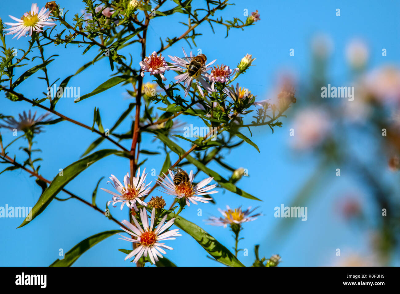 Belles fleurs violet vif sur fond de ciel bleu. Fleurs roses. Blooming fleurs sauvages en Lettonie. Nature fleur. Les abeilles sur les fleurs. Banque D'Images