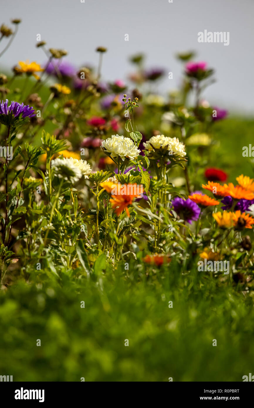 Fleurs de calendula et de l'aster. Asters et le calendula dans jardin verdoyant. Prairie avec des fleurs. Fleurs sauvages. Asters et calendula sur terrain. Banque D'Images