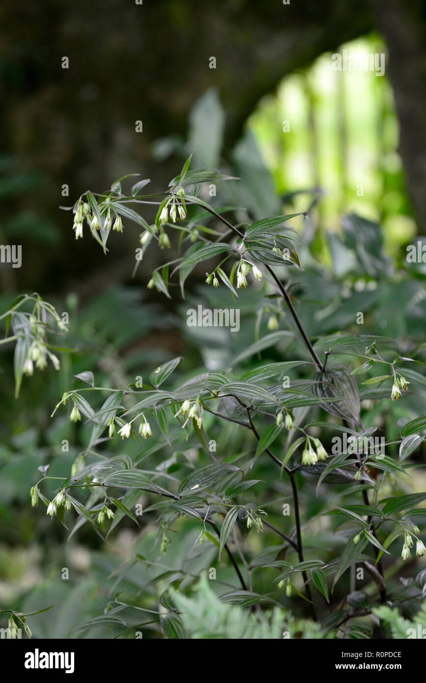 Disporum Disporum cantoniense longistylum,fleurs,fleurs,fleurs,jardin,Fleurs,RM Banque D'Images