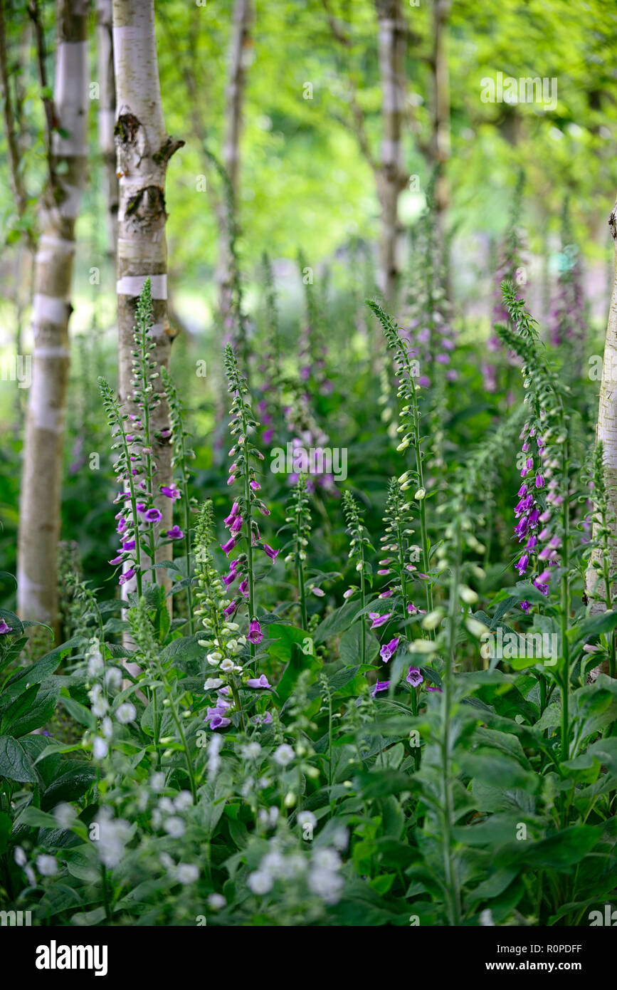 Digitalis purpurea,foxglove,digitales, violet, fleurs,fleurs,fleurs,bois,bois,ombragée,ombre,ombragé,jardin,bouleau,arbre,arbres,Fleurs,RM Grove Banque D'Images