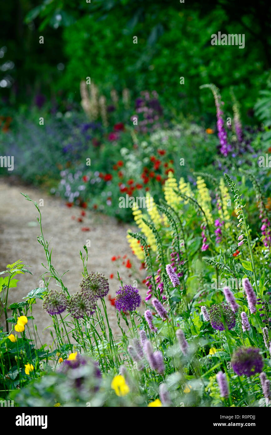 L'allium purple sensation,geum Mme J bradshaw,jaune,le Lupinus arboreus lupin lupin arbre,bush,chalet,foxglove,nepeta,aquilegia,de,mixte,border,f Banque D'Images