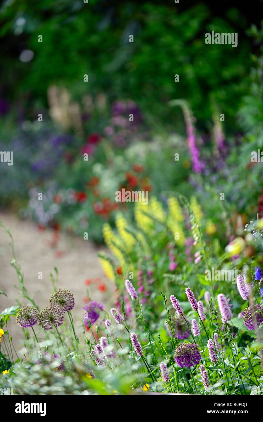 L'allium purple sensation,geum Mme J bradshaw,jaune,le Lupinus arboreus lupin lupin arbre,bush,chalet,foxglove,nepeta,aquilegia,de,mixte,border,f Banque D'Images