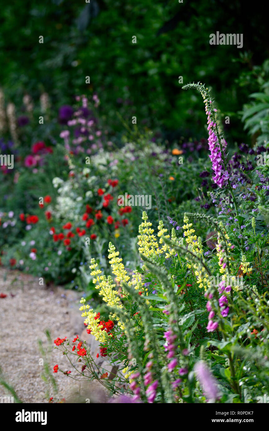 L'allium purple sensation,geum Mme J bradshaw,jaune,le Lupinus arboreus lupin lupin arbre,bush,chalet,foxglove,nepeta,aquilegia,de,mixte,border,f Banque D'Images