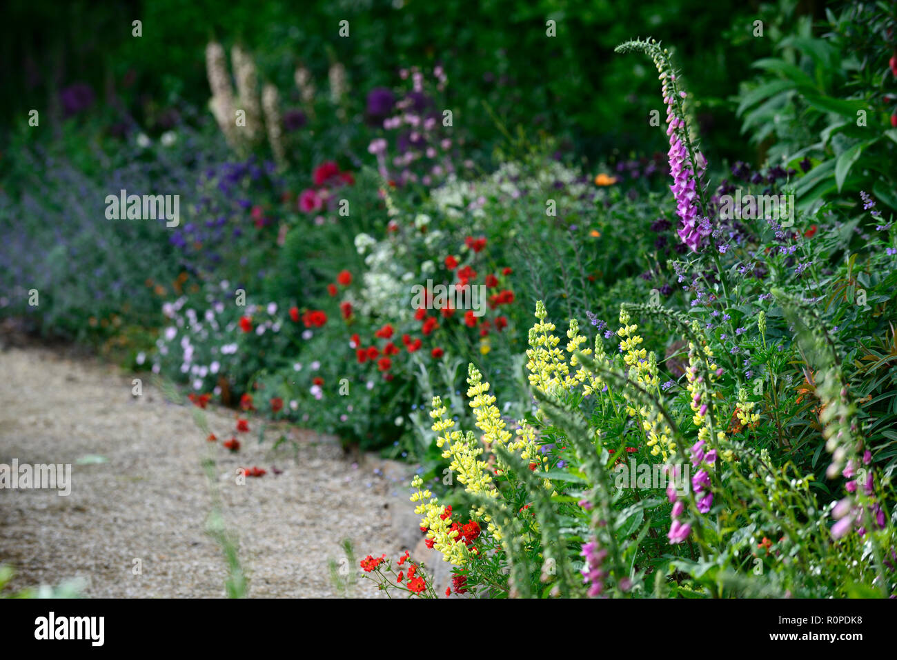 L'allium purple sensation,geum Mme J bradshaw,jaune,le Lupinus arboreus lupin lupin arbre,bush,chalet,foxglove,nepeta,aquilegia,de,mixte,border,f Banque D'Images