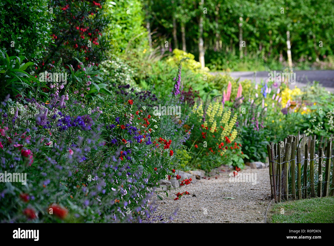 Crinodendron hookerianum,allium purple sensation,geum Mme J bradshaw,jaune,le Lupinus arboreus lupin lupin arbre,bush,chalet,foxglove,nepeta,aqu Banque D'Images